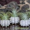 The Sputnik tripple airplant and urchin display from craftyplants.co.uk