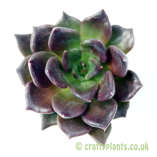 A top down view of Echeveria 'Black Prince' from craftyplants
