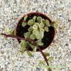 Portulacaria afra variegata from above by craftyplants.co.uk