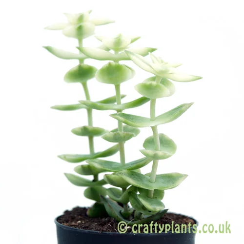 Crassula perforata variegata | Craftyplants.co.uk