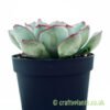 A side on view of Echeveria pelusida by craftyplants