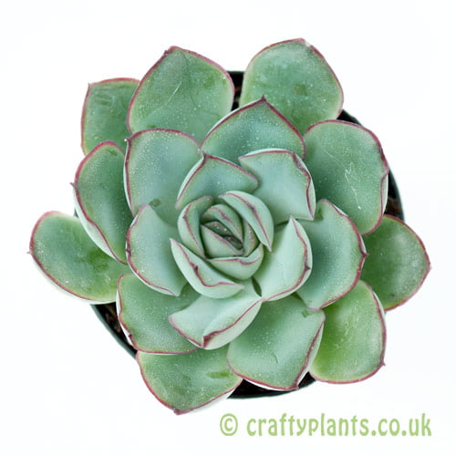 A top down view of Echeveria pelusida from craftyplants