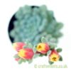 Echeveria rundelli in flower from craftyplants