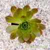 Aeonium 'Bronze Medal' from above by craftyplants