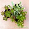 Aeonium 3 pack top view by craftyplants