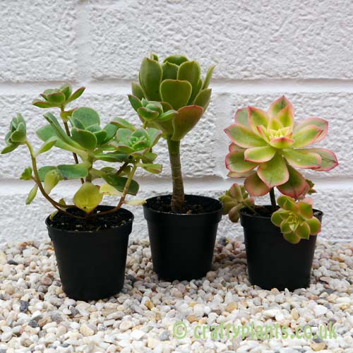 A mix of 3 Aeoniums from craftyplants.co.uk
