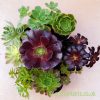 A mix of 9 Aeoniums by craftyplants
