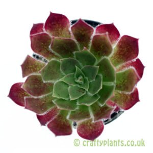 A top down view of Aeonium 'Black Magic' from craftyplants