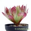 A side on look at Aeonium 'Black Magic' by craftyplants