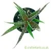 Another look at an Aloe 'Lizard Lips' cross #1 by craftyplants