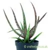 An Aloe 'Lizard Lips' cross #1 by craftyplants.co.uk