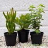 Crassula mixed 3 pack from craftyplants.co.uk