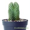 The side profile of Crassula 'Buddha's Temple' by craftyplants