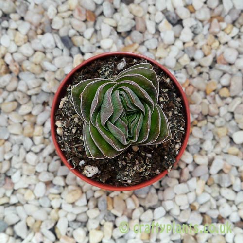 A view down on Crassula 'Buddha's Temple' from craftyplants