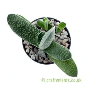 A top down view of Gasteria carinata var. verrucosa by craftyplants