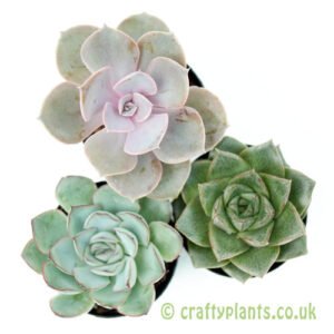 An example of a mixed Echeveria 3 pack from craftyplants