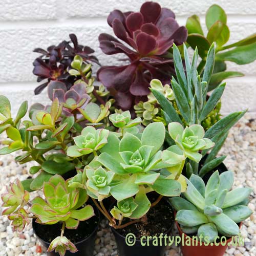 Mixed succulents 12 pack from craftyplants