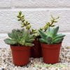 Mixed succulent 3 pack by craftyplants.co.uk