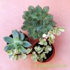 A mix of 3 succulents seen from above by craftyplants