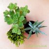 A mix of 3 succulents from above by craftyplants