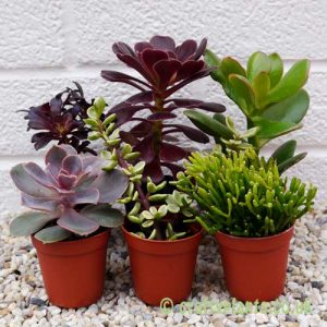 Mixed succulents 6 pack by craftyplants.co.uk