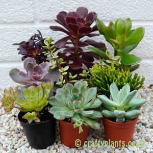 A mix of 9 succulents by craftyplants.co.uk