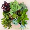 A top view of a mix of 9 succulents from craftyplants