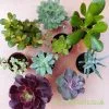 Mixed succulents 9 pack top view by craftyplants