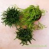 3 pack of Rhipsalis shown from above by craftyplants