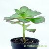 Side view of Aeonium ‘Marnier Lapostolle’ from craftyplants.co.uk
