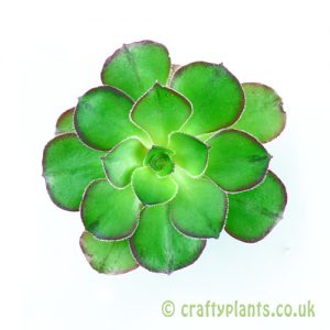 Top view of Aeonium ‘Marnier Lapostolle’ from craftyplants.co.uk