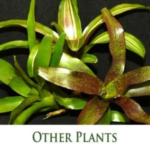 Other vivarium plants