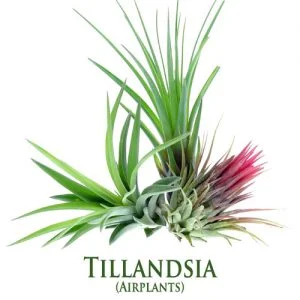 Tillandsia (Airplants)