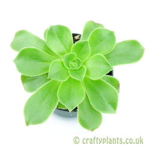 A top view of Aeonium balsamiferum from craftyplants.co.uk