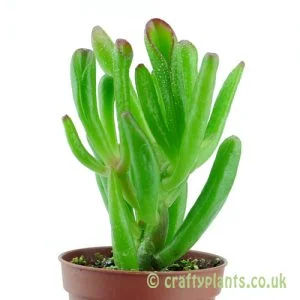 A side view of Crassula 'Gollum' from craftyplants