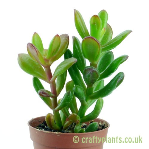Crassula 'Hobbit' from the side by craftyplants.co.uk
