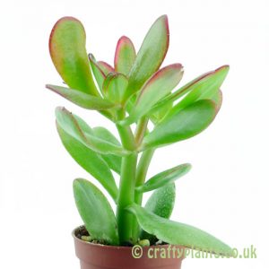 Crassula 'Hummels Sunset' from the side by craftyplants.co.uk