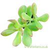 Crassula 'Hummels Sunset' viewed from above by craftyplants