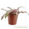 Cryptanthus 'Red Star' from the side by craftyplants