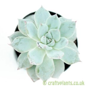 A top down view of Echeveria 'Blue Bird' from craftyplants