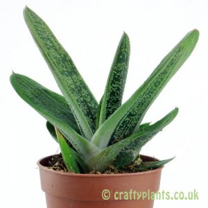 Gasteria 'Little Warty' from the side by craftyplants