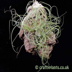 Tillandsia butzii clump airplant by craftyplants