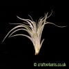 A side on picture of Tillandsia recurvifolia-var. subsecundifolia by craftyplants