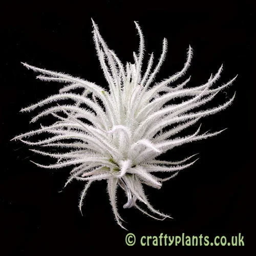 buy eucalyptus plant RETAIL - Eucalyptus gunnii main image 0
