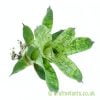 Showing Vriesea 'Nova' from craftyplants.co.uk