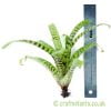 Vriesea hieroglyphica next to a ruler from craftyplants