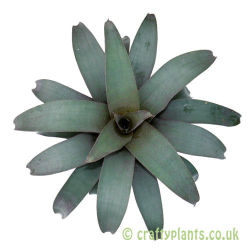 Vriesea saundersii viewed from above by craftyplants