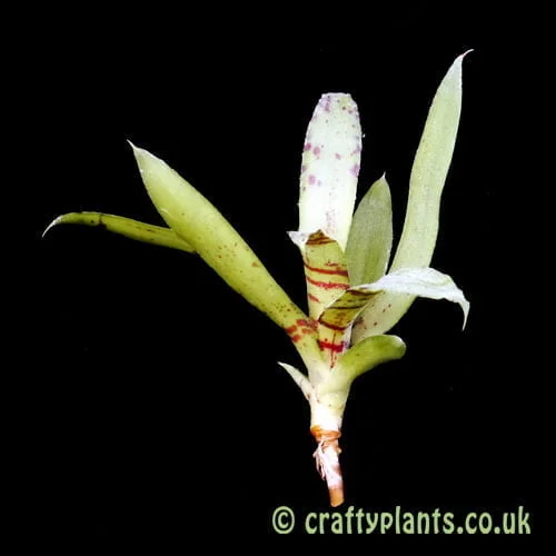 A side view of Neoregelia liliputiana from craftyplants.co.uk