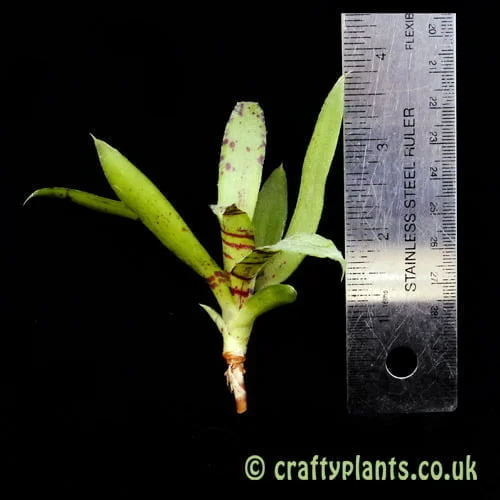 Neoregelia liliputiana pictured with ruler for scale by craftyplants.co.uk