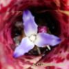 The flower of Neoregelia 'Chrissy' by craftyplants